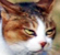 :chashura: