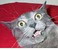 :tibo2002.gif: